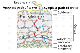 375_endodermis].png